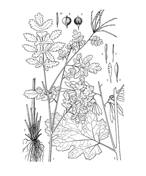 Natural compounds from  Macleaya cordata